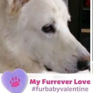 Meet your Posher, Sandy